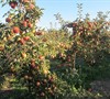 Jonagold - Apple Tree