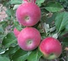Cameo - Apple Tree
