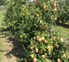 Cameo - Apple Tree