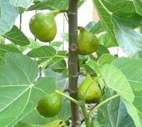 Italian Honey - Fig Picture