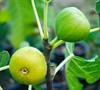 Italian Honey - Fig