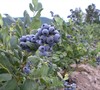 Reka - Blueberry