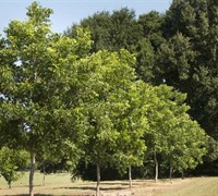 Oconee - Pecan Picture