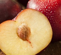 Bruce - Plum Picture