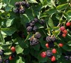 Chester - Blackberry Picture