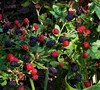 Prime Ark 45 - Blackberry