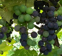 Champanel - Grapes Picture