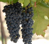 Black Spanish - Grapes Picture