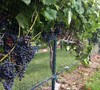 Black Spanish - Grapes