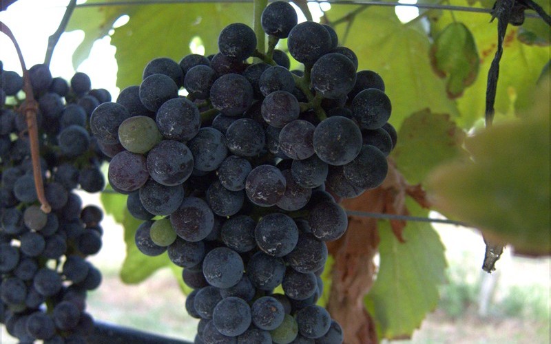 Lenoir - Grapes Picture
