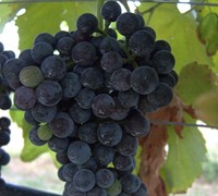 Lenoir - Grapes Picture