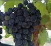 Lenoir - Grapes