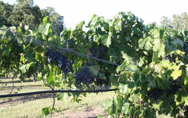 Lenoir - Grapes Picture