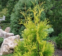 Yellow Ribbon - Arborvitae Picture