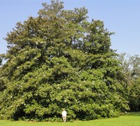 Green Giant - Magnolia Picture