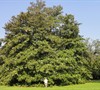 Green Giant - Magnolia