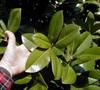 Green Giant - Magnolia