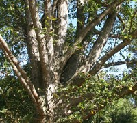 Overcup - Oak Picture