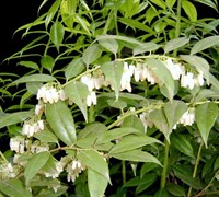 Leucothoe-Florida Picture