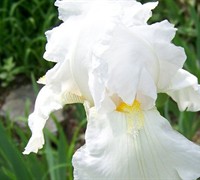 'Immortality' (White) Tall Bearded Iris- Iris Germanica Picture