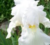 'Immortality' (White) Tall Bearded Iris- Iris Germanica