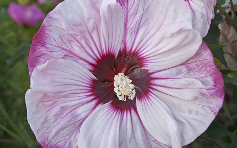 Cherry Cheesecake Proven Winners® - Hibiscus Picture
