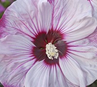Cherry Cheesecake Proven Winners® - Hibiscus Picture