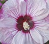 Cherry Cheesecake Proven Winners® - Hibiscus