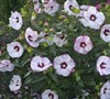 Cherry Cheesecake Proven Winners® - Hibiscus