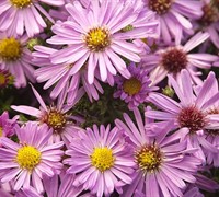Aster Novi-Belgii 'Wood's Series (Pink) New York Aster Picture
