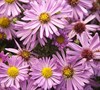 Aster Novi-Belgii 'Wood's Series (Pink) New York Aster