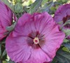 Berry Awesome Proven Winners® - Hibiscus