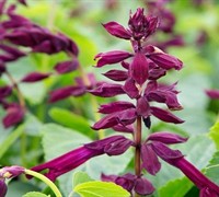 Saucy Wine Salvia Picture
