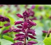 Saucy Wine Salvia