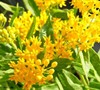 Hello Yellow Butterfly Weed