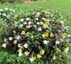 August Beauty Gardenia
