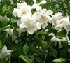August Beauty Gardenia Picture