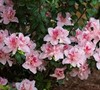 Autumn Belle Encore Azalea