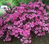 Autumn Carnation Encore Azalea