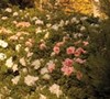 Autumn Chiffon Encore Azalea Picture