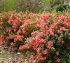 Autumn Coral Encore Azalea