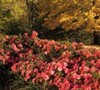 Autumn Monarch Encore Azalea