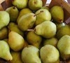 Bartlett Pear Tree Picture
