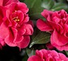 Bella Rouge Camellia