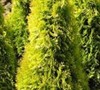 Berkman's Golden Arborvitae