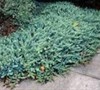 Blue Pacific Juniper