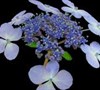 Blue Bird Hydrangea Picture