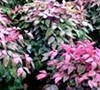 Blush Pink Nandina Picture