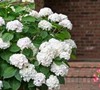 Blush Pink Nandina Picture