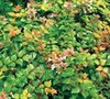 Canyon Creek Abelia